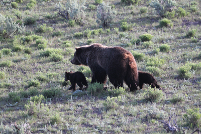 Explore Roadside Nature- Yellowstone NP Grizzly sow and cubs